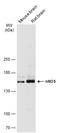 NOS1 antibody, GTX133403, GeneTex, Western Blot image 