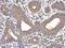 ATPase Sarcoplasmic/Endoplasmic Reticulum Ca2+ Transporting 3 antibody, NBP2-20306, Novus Biologicals, Immunohistochemistry frozen image 