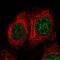 Transforming Growth Factor Beta Regulator 1 antibody, HPA055645, Atlas Antibodies, Immunocytochemistry image 