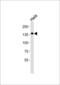 SPIN antibody, 62-518, ProSci, Western Blot image 