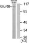 Glutamate Metabotropic Receptor 8 antibody, TA313976, Origene, Western Blot image 