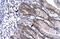 Neuronal PAS Domain Protein 1 antibody, 27-490, ProSci, Enzyme Linked Immunosorbent Assay image 