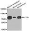 Actin-related protein 5 antibody, LS-C332613, Lifespan Biosciences, Western Blot image 