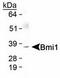BMI1 Proto-Oncogene, Polycomb Ring Finger antibody, TA301482, Origene, Western Blot image 