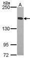 KIF4A antibody, GTX104873, GeneTex, Western Blot image 