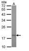 Mitochondrial import inner membrane translocase subunit Tim17-A antibody, orb74226, Biorbyt, Western Blot image 