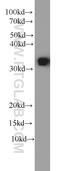 ELAV Like RNA Binding Protein 1 antibody, 11910-1-AP, Proteintech Group, Western Blot image 