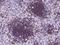 CD19 antibody, 50510-R014, Sino Biological, Immunohistochemistry frozen image 