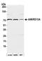 Ankyrin Repeat Domain 13A antibody, A305-869A-M, Bethyl Labs, Western Blot image 