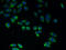 Chromosome 4 Open Reading Frame 3 antibody, A56819-100, Epigentek, Immunofluorescence image 