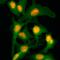 Histone H2B type 1-J antibody, M08989, Boster Biological Technology, Immunocytochemistry image 