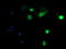 DEF6 Guanine Nucleotide Exchange Factor antibody, M06058, Boster Biological Technology, Immunofluorescence image 