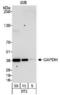 GAPDH antibody, TA336633, Origene, Western Blot image 
