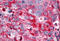 Estrogen-related receptor gamma antibody, MBS243274, MyBioSource, Immunohistochemistry frozen image 