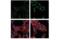 X-box-binding protein 1 antibody, 27901S, Cell Signaling Technology, Immunofluorescence image 