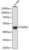 Phosphatidylcholine:ceramide cholinephosphotransferase 1 antibody, A15008, ABclonal Technology, Western Blot image 