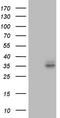 FR-beta antibody, TA808026, Origene, Western Blot image 