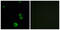 Proteinase-activated receptor 3 antibody, GTX87446, GeneTex, Immunofluorescence image 