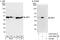 PA2G4 antibody, A303-084A, Bethyl Labs, Immunoprecipitation image 