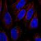 Solute Carrier Family 15 Member 3 antibody, PA5-66097, Invitrogen Antibodies, Immunofluorescence image 