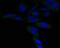 Proteasome 20S alpha 3 antibody, NBP2-80474, Novus Biologicals, Immunocytochemistry image 