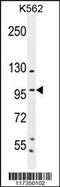 Sp1 Transcription Factor antibody, MBS9210390, MyBioSource, Western Blot image 