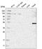 Cysteine And Serine Rich Nuclear Protein 2 antibody, HPA019914, Atlas Antibodies, Western Blot image 