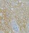 Neurotrophin 3 antibody, FNab05882, FineTest, Immunohistochemistry frozen image 