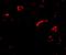 SLIK3 antibody, NBP2-81815, Novus Biologicals, Immunocytochemistry image 