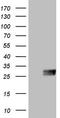 CSF2 antibody, TA808006, Origene, Western Blot image 
