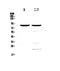 CD19 antibody, A00154-1, Boster Biological Technology, Western Blot image 