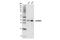 p38 antibody, 14451S, Cell Signaling Technology, Western Blot image 