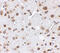 FTO Alpha-Ketoglutarate Dependent Dioxygenase antibody, 5137, ProSci, Immunohistochemistry paraffin image 