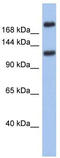 Voltage-dependent T-type calcium channel subunit alpha-1I antibody, TA338596, Origene, Western Blot image 