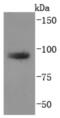 Trans-Golgi Network Protein 2 antibody, NBP2-67193, Novus Biologicals, Western Blot image 