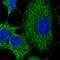 Ring Finger Protein 215 antibody, HPA056498, Atlas Antibodies, Immunocytochemistry image 