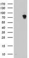 Dynein Axonemal Assembly Factor 1 antibody, CF504576, Origene, Western Blot image 