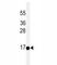 Acyl-CoA Thioesterase 13 antibody, F40235-0.4ML, NSJ Bioreagents, Western Blot image 