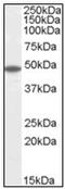 Flotillin 2 antibody, AP23815PU-N, Origene, Western Blot image 