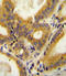 Coiled-Coil Domain Containing 85C antibody, LS-C168376, Lifespan Biosciences, Immunohistochemistry frozen image 
