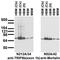 Peroxisomal Biogenesis Factor 5 Like antibody, 73-245, Antibodies Incorporated, Western Blot image 