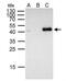 Forkhead box protein E1 antibody, NBP1-30960, Novus Biologicals, Immunoprecipitation image 