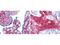 Collagen alpha-1(VI) chain antibody, NB120-6588, Novus Biologicals, Immunohistochemistry paraffin image 