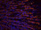Zinc Finger Protein 384 antibody, orb319079, Biorbyt, Immunohistochemistry paraffin image 