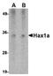 Hemagglutinin antibody, orb75854, Biorbyt, Western Blot image 