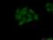 BEN domain-containing protein 3 antibody, 23101-1-AP, Proteintech Group, Immunofluorescence image 