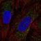 Zinc Finger DHHC-Type Containing 17 antibody, HPA058674, Atlas Antibodies, Immunofluorescence image 