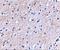 Protein NipSnap homolog 1 antibody, A13234, Boster Biological Technology, Immunohistochemistry frozen image 