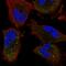 Unk Zinc Finger antibody, HPA027962, Atlas Antibodies, Immunofluorescence image 