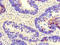 Centrosomal protein of 290 kDa antibody, LS-C677506, Lifespan Biosciences, Immunohistochemistry paraffin image 